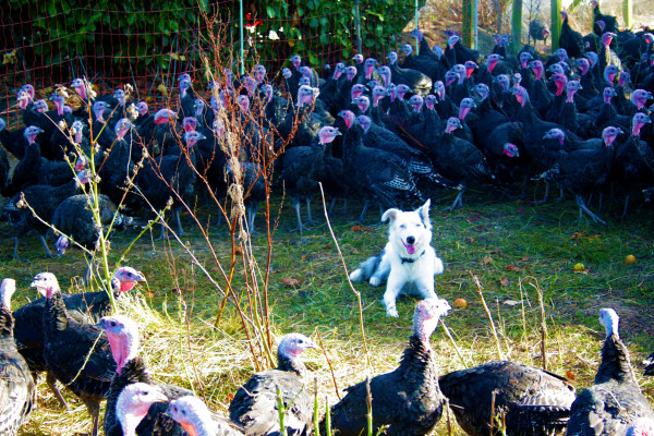 DogInTurkeys